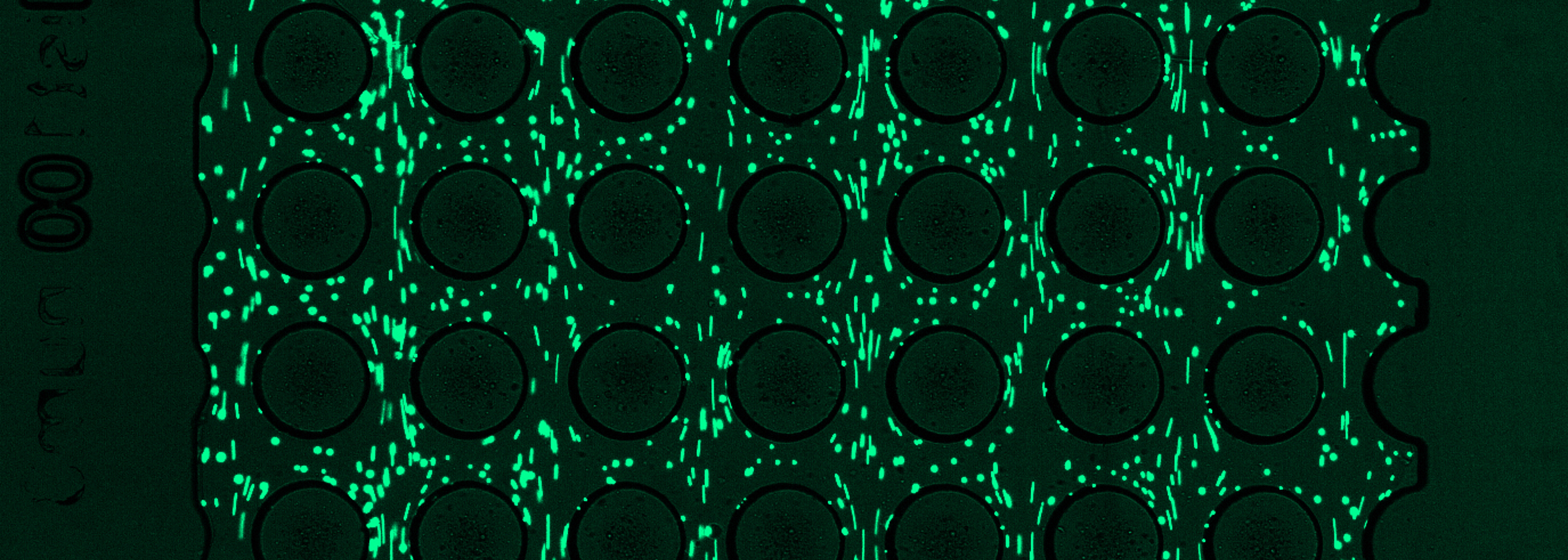 Fluoreszierende Polystyrolpartikel im Mikrokanal.