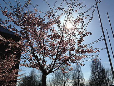 Ein blühender Kirschbaum im Gegenlicht der Sonne.