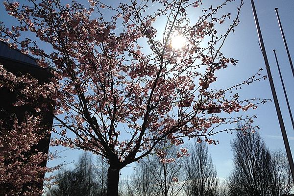 A blossoming cherry tree backlit by the sun.