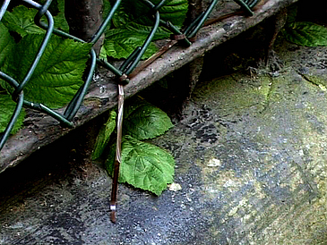 Filmstill Rinnstein mit grünen Blättern und Tonbandfetzen