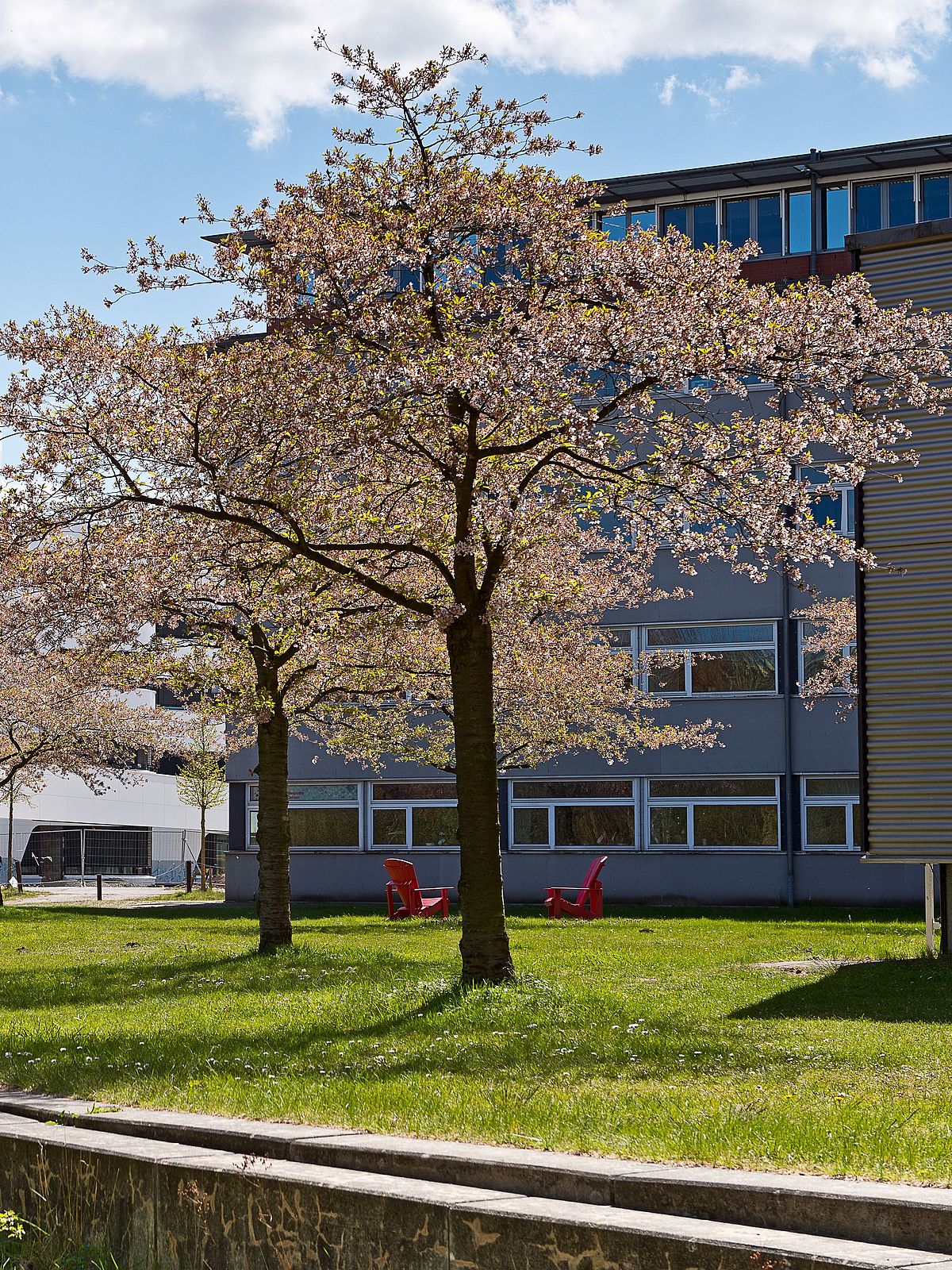 Blütenbäume auf Wiese.
