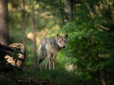 wolf, animal, wildlife, nature, wild, mammal, predator, coyote, gray, fur, dog, cub, carnivore, lion, canine, canis, animals, forest, gray wolf, grey, zoo, cat, lupus, lioness