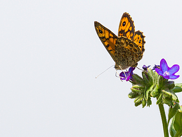 Der Mauerfuchs ist in weiten Teilen Europas verbreitet. In Schweden ist er häufig an Stränden und auf Weiden zu finden.