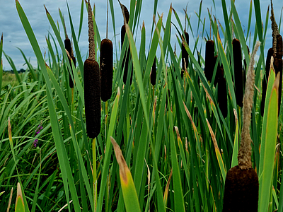 Typha latifolia