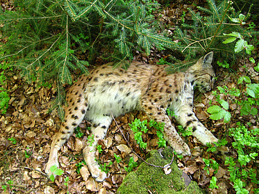 Totfund Luchs