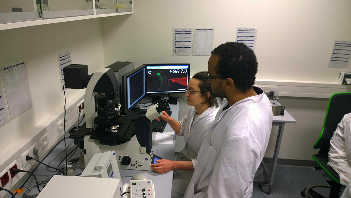 Dr. Isil Erbasol und Dr. Dawit Tekleyohans untersuchen eine Eizelle, die mit einem Fluoreszenzfarbstoff mikroinjiziert wurde.