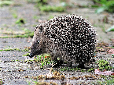Nahaufnahme eines Igels auf gepflastertem Untergrund