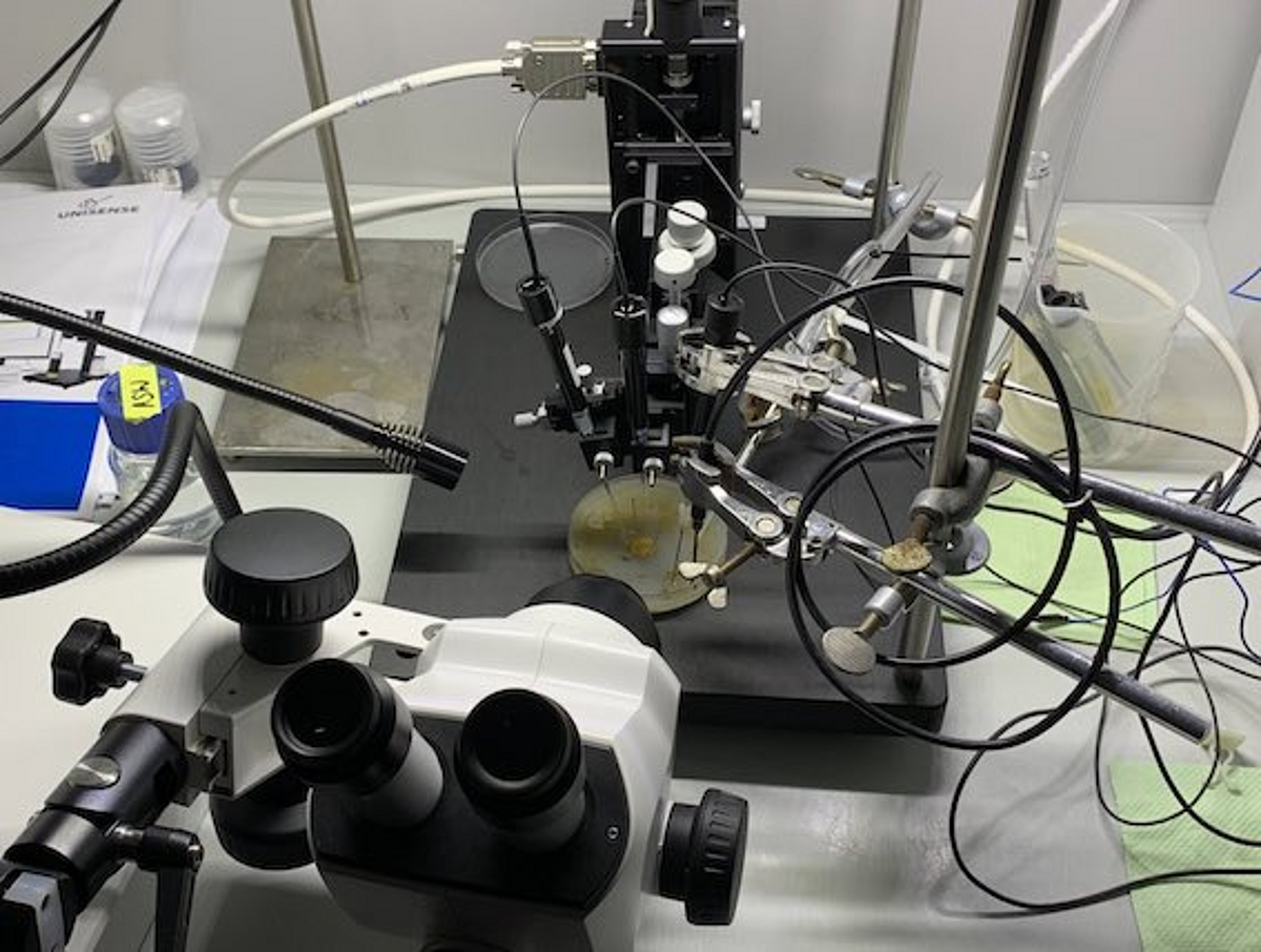 Measurement setup with microsensors to obtain vertical profiles and diel curves of pH and oxygen from the diatom-bacteria biofilms.