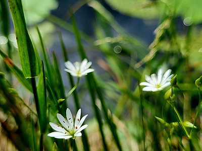 Stellaris palustris bluehend