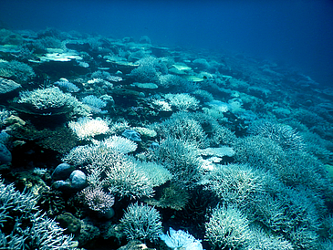 Korallenbleiche eines Riffes bei Mahé, Seychellen.