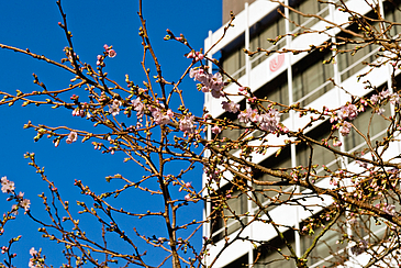 Kirschblüten vor einem Gebäude