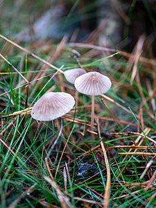 The photo shows three white/light brown fungi on green forest floor.