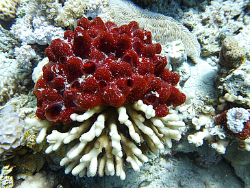 Rote Koralle auf weißer Koralle