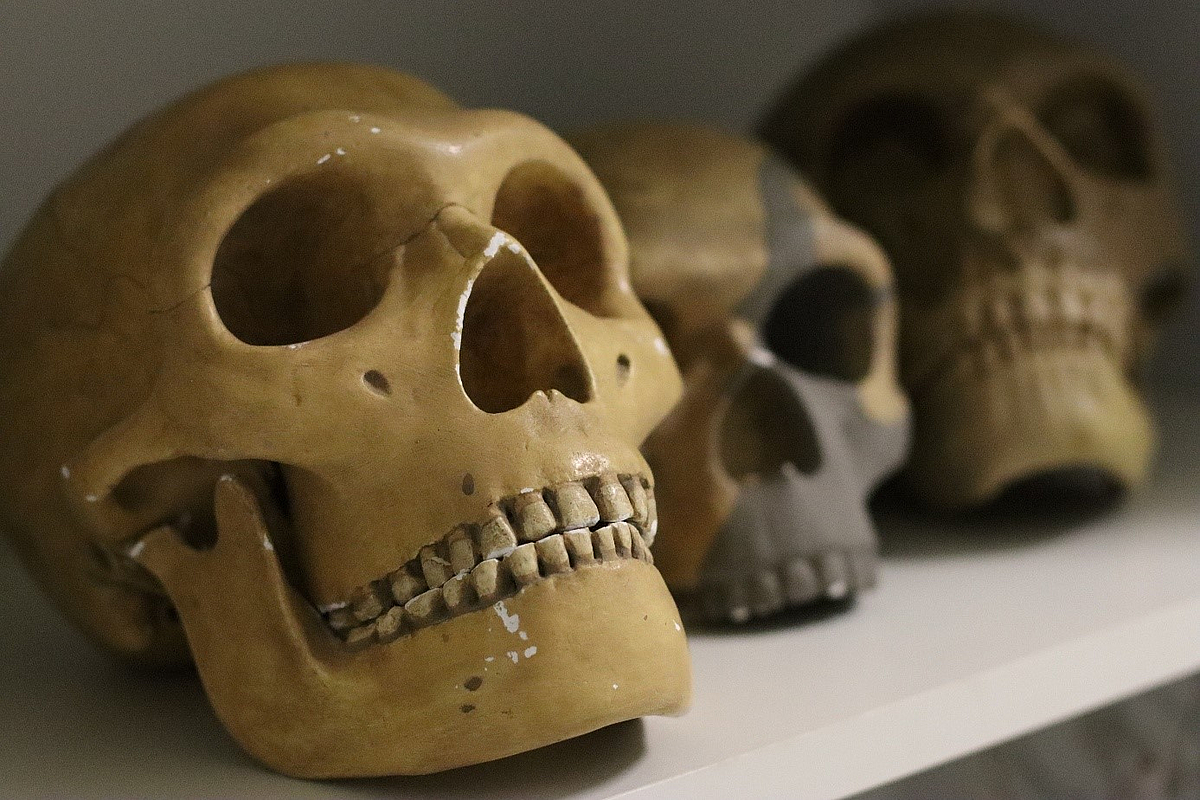 Schädelmodelle von Frühmenschen stehen in einem Regal.