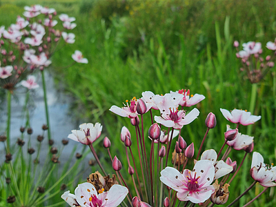 Butomus umbellatus bluehend