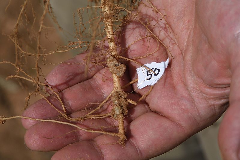 Root nodulation of cowpea after „fertilization“ with bacteria.