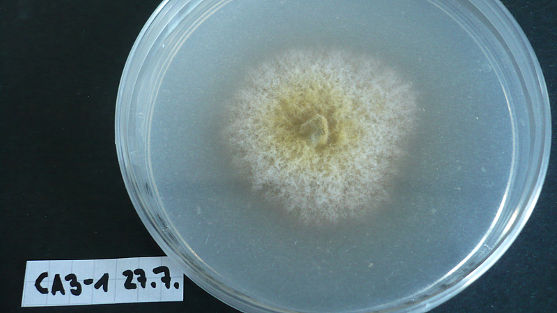 Das Photo zeigt einen Pilz, der aus ozeanischem Oberflächenwasser isoliert wurde. Die Isolierung von Pilzen aus Umweltproben ermöglicht es, ihre Biologie im Labor detailliert zu untersuchen, zum Beispiel um Wachstumsbedingungen, Abbaukapazitäten oder die Interaktion mit anderen Organismengruppen zu testen