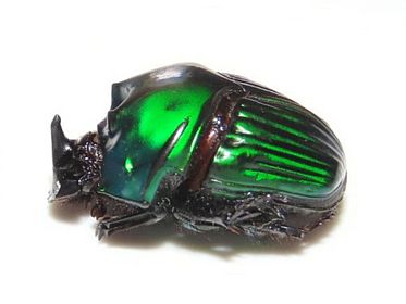 Dungkäfer, Insekten, Peru