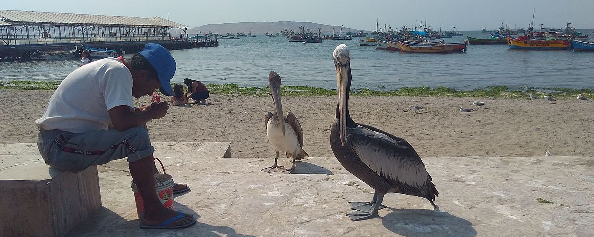 Ein Mann sitzt mit einem Eimer zwischen den Beinen an einer Hafenmauer, direkt vor ihm stehen zwei große Vögel, im Hintergrund liegen viele Boote im Wasser