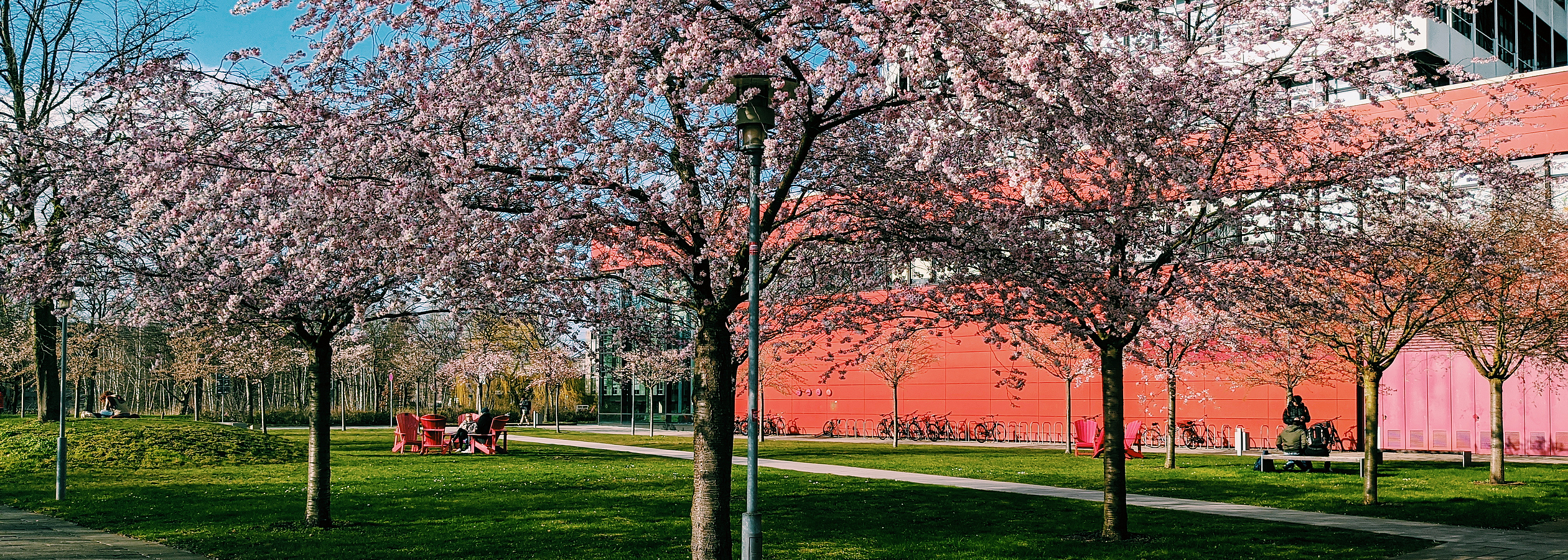 Kirschblüten auf dem Campus