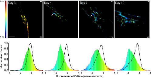 Die Aufnahmen zeigen C. elegans Nervenzellen der Kopfregion, die humanes Abeta synthetisieren. Die Aufnahmen entstanden mit Fortschreiten des Alterns: an Tag 4 beginnt die fertile Phase und damit das Altern. Der Farbcode gibt die FLIM (fluorescence lifetime imaging) Daten wieder: von rot: nicht aggregiert zu blau: aggregiertes Abeta. Die Pfeile an Tag 4 und 7 zeigen die IL2 Neuronen, die bereits Abeta Aggregate aufweisen während die meisten anderen Neuronen noch kein aggregiertes Abeta enthalten.