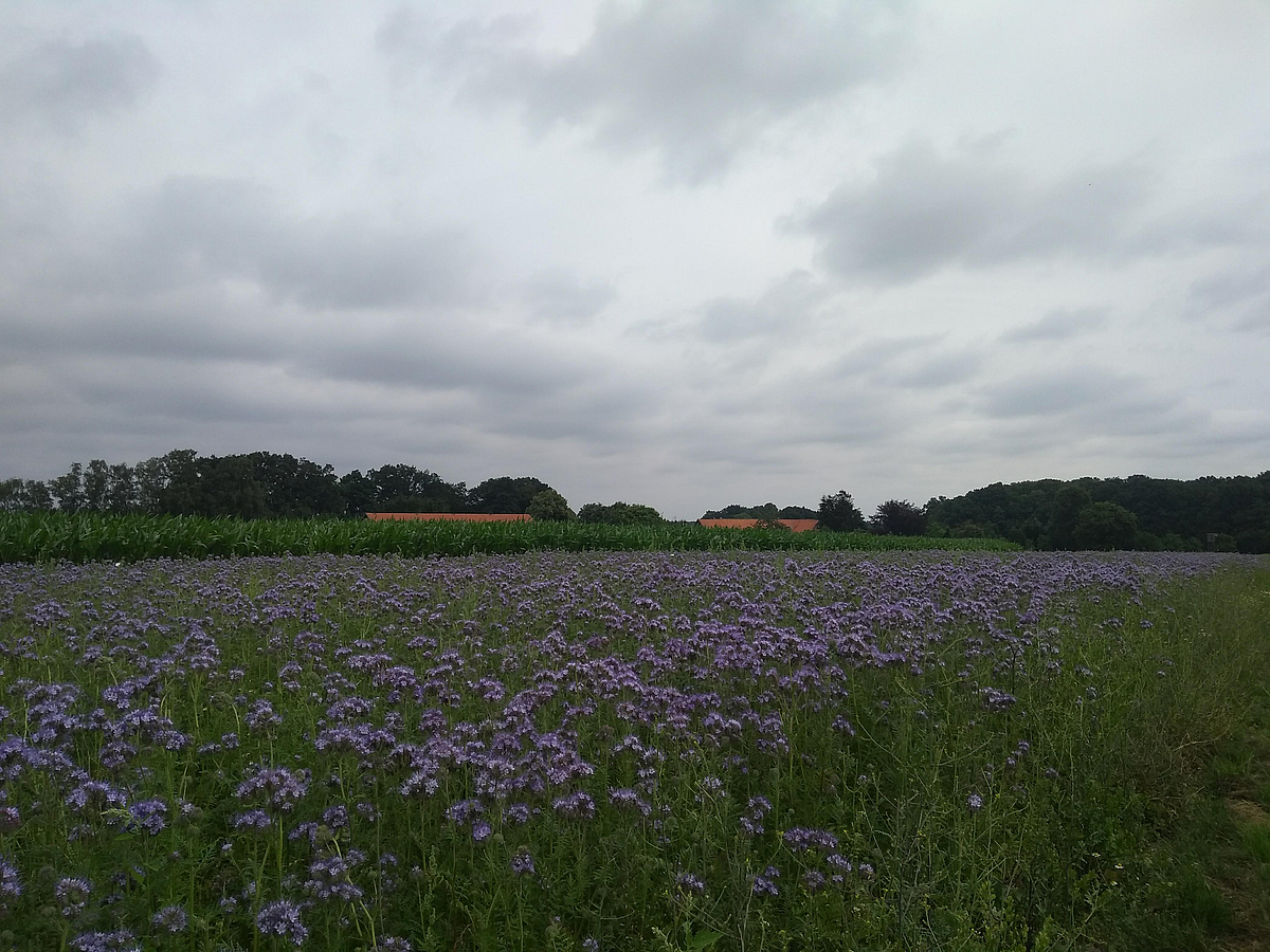 Das Versuchsfeld in Asendorf
