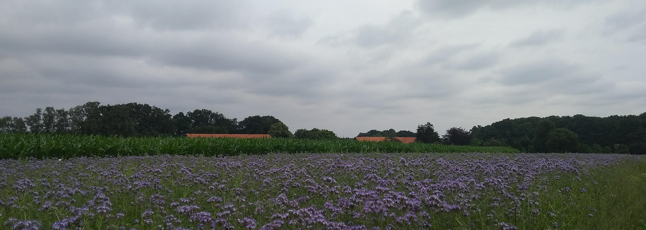 the agriculture field in Asendorf