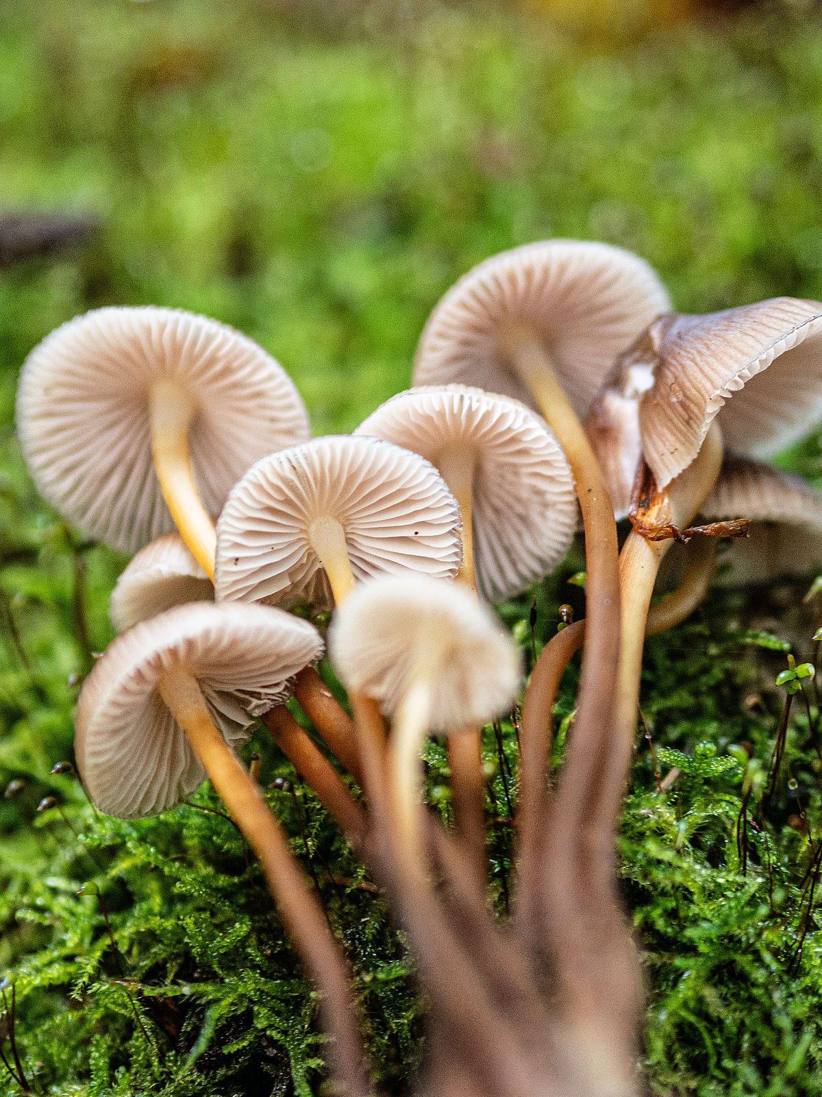 The photo shows a group of brown fungi lying on green forest floor, viewed from below.