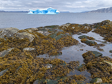 Fucus vesiculosus (Blasentang) und F. distichus subsp. evanescens in der Gezeitenzone von Nuuk, Grönland im Sommer 2023.