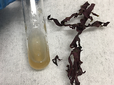 Seaweed polysaccharide extraction Sugar extraction from seaweed