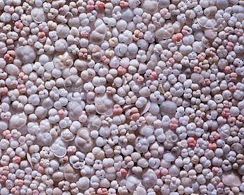 Die Artenzusammensetzung von planktonischen Foraminiferen aus der Vergangenheit wird im Sediment gespeichert.