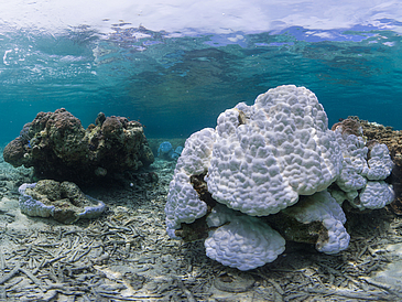 Korallenbleiche in Okinawa, Südjapan.