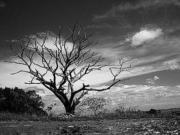 Schwarz-Weiß-Foto eines kahlen, abgestorbenen Baumes in weiter Landschaft unter dramatischem Himmel – wirkt einsam und still.