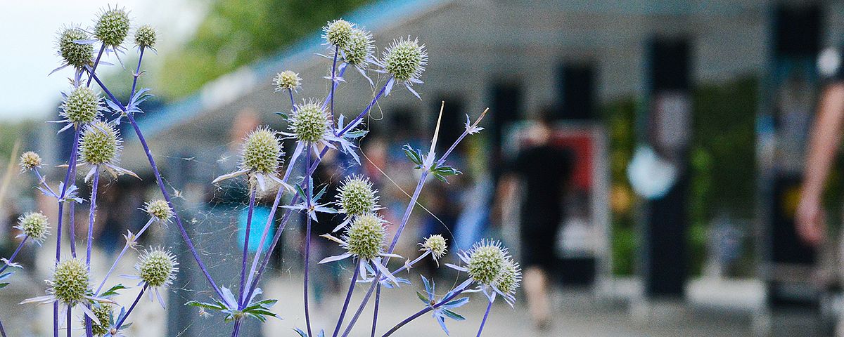 Der Boulevard der Universität Bremen Der Boulevard der Universität Bremen
