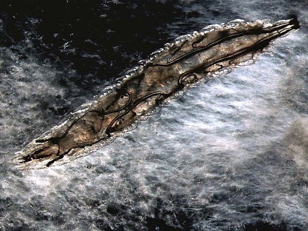 Fly larva Drosophila