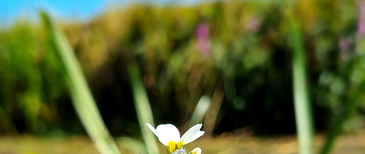 Hottonia palustris bluehend