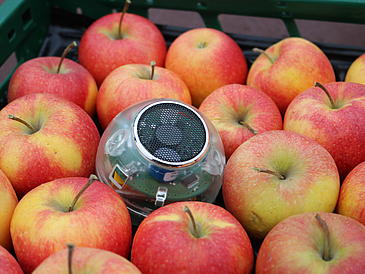 Ein runder Sensor liegt in einer Käste Äpfel. Er misst Sauerstoff und Kohlendioxid um die Atmungsaktivität der Früchte zu bestimmen