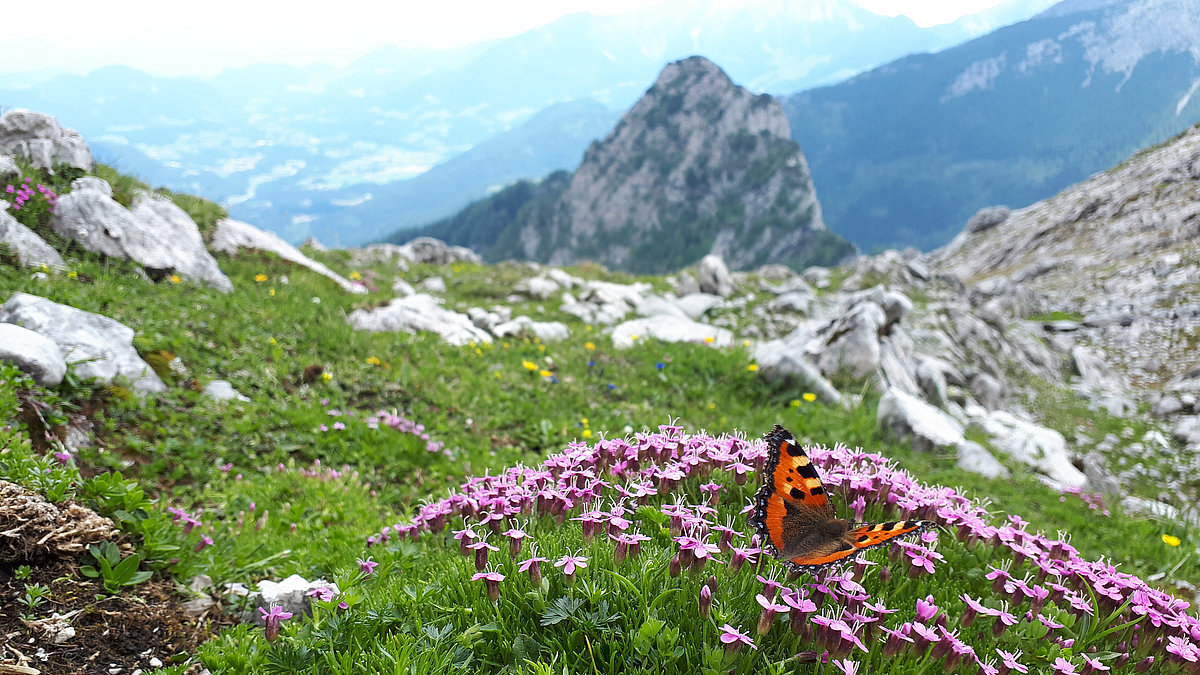 A butterfly (Aglais urticae) sits on a pink moss campion (Silene acaulis). Behind it lies the green valley of Berchtesgaden National Park.