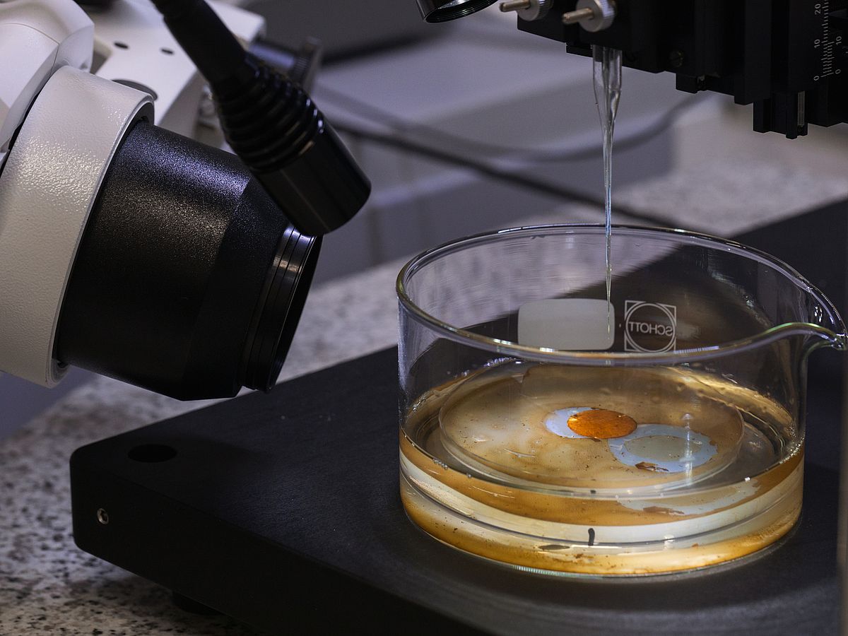 Eine Glasschale mit Flüssigkeit und braunen Ablagerungen, dem Biofilm, steht unter einer Laborappartur. Eine dünne Glaspipette ist in der Mitte des Glasgefäßes. Ein Objektiv eines Mikroskops sowie eine zielgerichtete Leuchte sind auf das Objekt gerichtet.