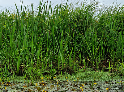 Utricularia vulgaris bluehend