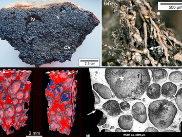 Dispersal of endolithic microorganisms in vesicular volcanic rock: Distribution, settlement and pathways revealed by 3D X-ray microscopy pic