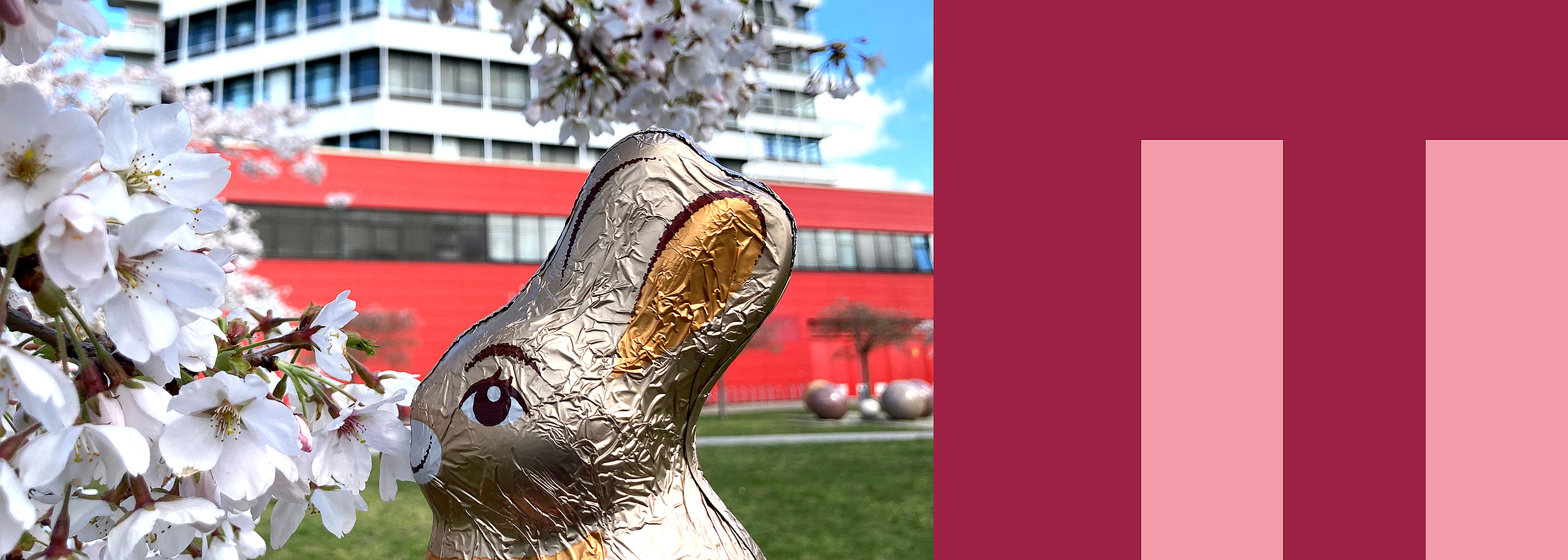 A chocolate bunny wrapped in gold paper sits in the grass on the campus of the University of Bremen.