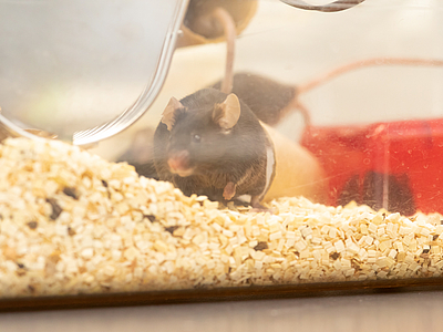 The laboratory mice live together in groups in the "isolated ventilated cages" (IVC) whenever possible.