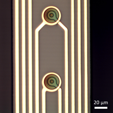 Vertical OECTs on top of the thin needle for amplifying the brain signals Vertical OECTs on top of the thin needle for amplifying the brain signals