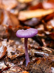 The picture shows a purple fungi on the forest floor covered with leaves.