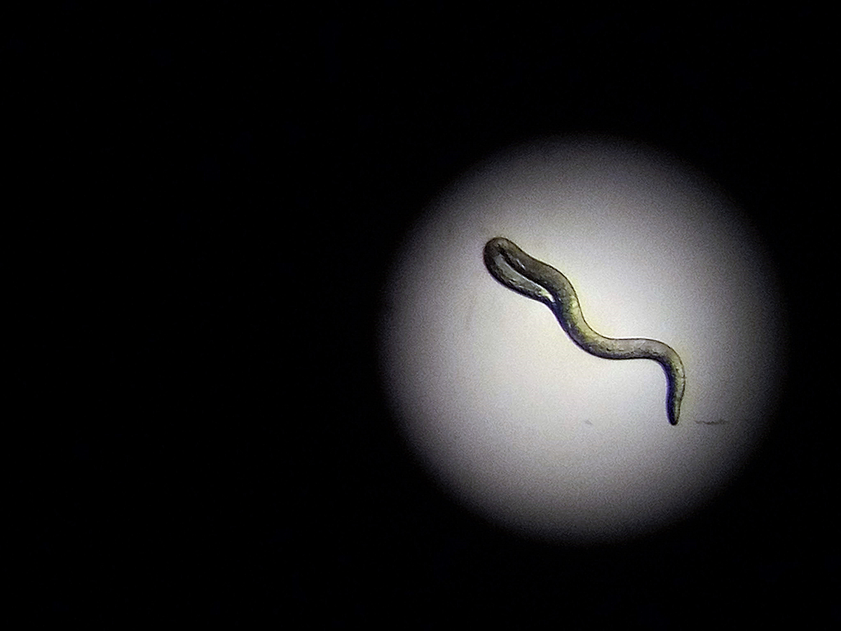 Flies have worms. Panagrellus nematode worms are vectored by Drosophila fruit flies and colonise the insect egg-laying sites. But do the insects care about worms?