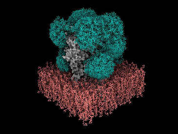 Eine Computersimulation des GABAA-Rezeptor umgeben von seinem Zuckerschild, eingebettet in die Zellmembran.
