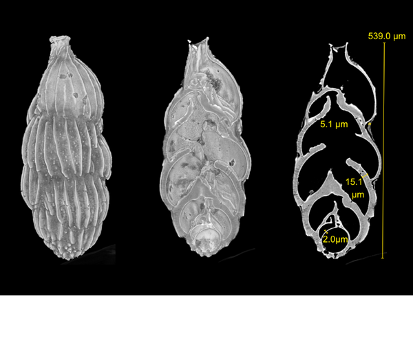 Volume reconstruction and slice of foraminifera