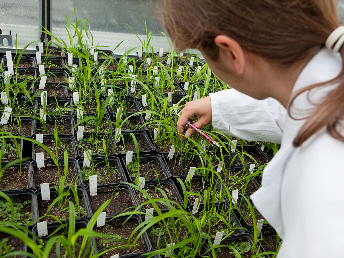 Eine Person im Laborkittel untersucht Pflanzen in einem Gewächshaus.