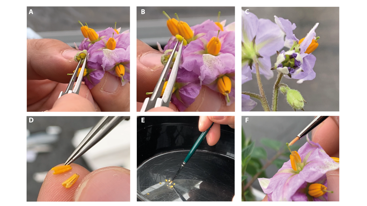 Manuelle Schritte zur Züchtung Manuelle Schritte zur Züchtung